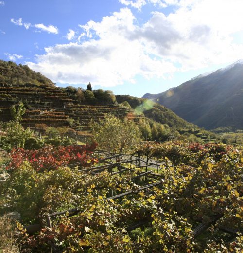 CAREMA-vigneti-a-terrazzamenti_M2C5793