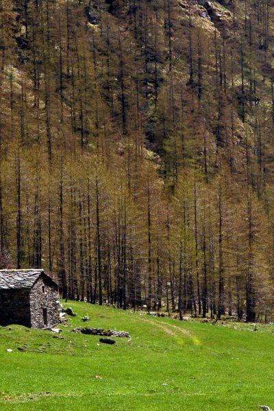RONCO-Parco Gran Paradiso (1)